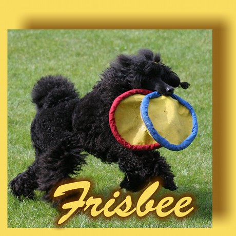 Frisbee