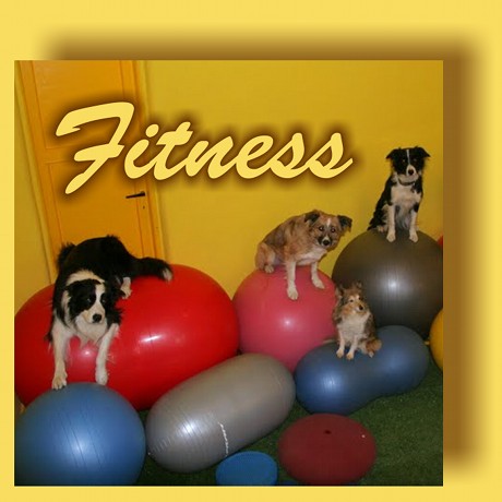 DogFitness
