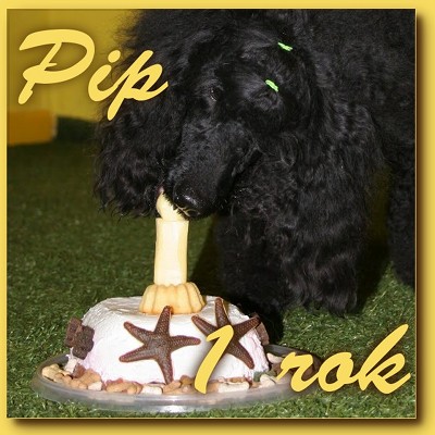 První pudlí párty pro Pipa