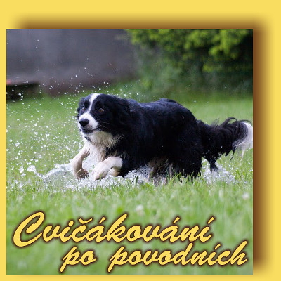 Cvičákování po povodních