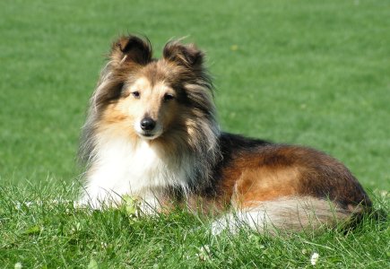 Tassy - Queen Christine z Arcamony