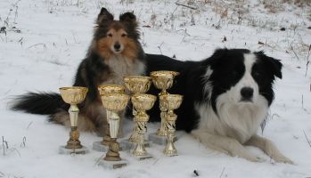 Psíci s pohárama z Loun
