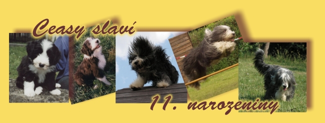 Arta Black Kvítek Šáronský