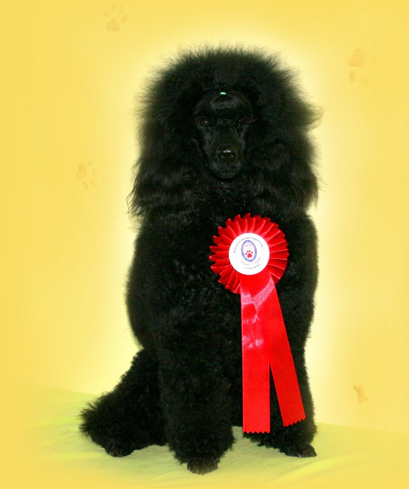 Postupové zkoušky Dogdancing