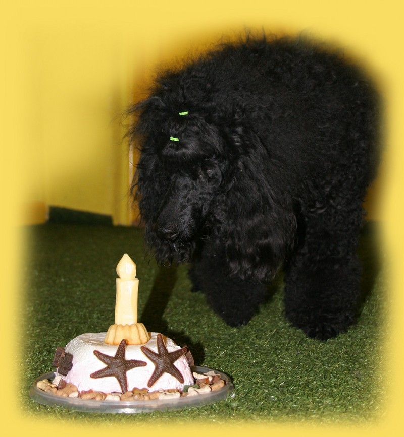 První pudlí párty pro Pipa