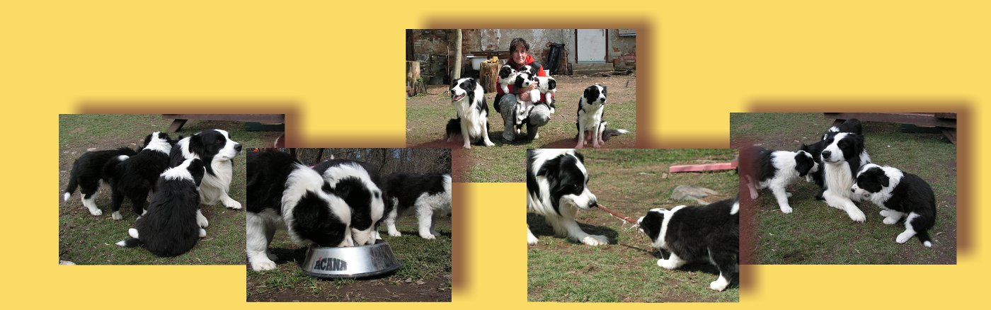 Cheese it + puppy Ch Tennant